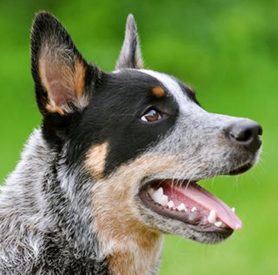 http://www.animalmeet.ru/images/Australian-Cattle-Dog.png