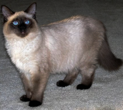 Балийская порода кошек фото