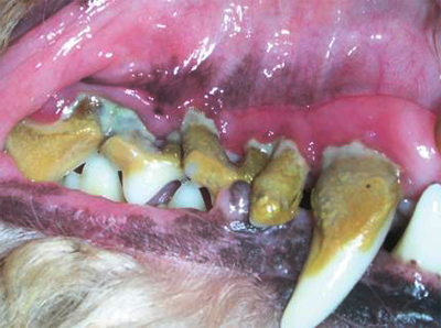 зубной камень у собаки