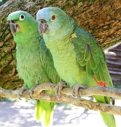 Амазонские попугаи