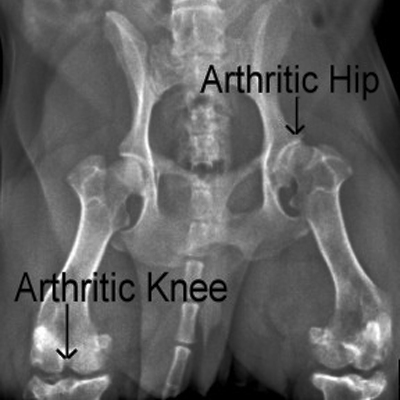 Артрит у собаки, снимок