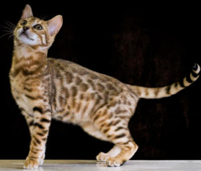 котята бенгальской кошки