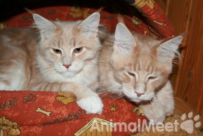 Продам Питомник MaKaDami предлагает котят мейн куна прекрасного типа
