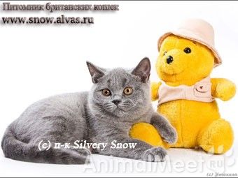 Продам Британские котенок  из питомника Silvery Snow