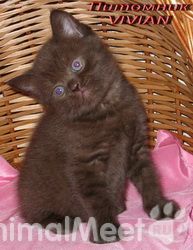 Продам Британские шоколадные котята  из питомника VIVIAN.