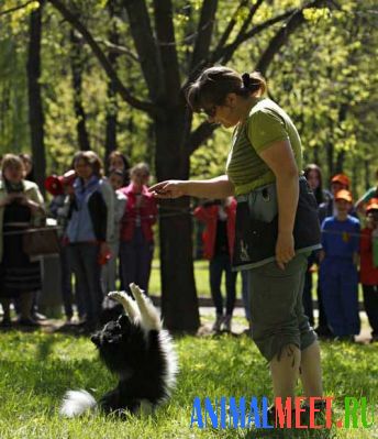 Предлагаю Дрессировка собак в Крылатском-Кунцево.