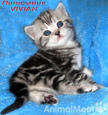 Продам Британские котята черный мрамор на серебр из питомника VIVIAN.