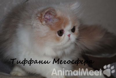 Продам Персидские и экзотические плюшевые котята