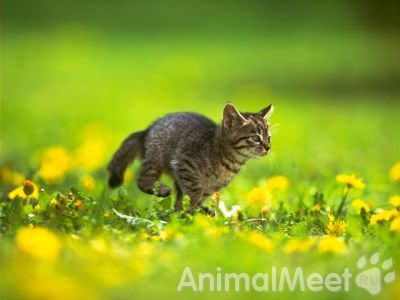 Приму в дар Возьму Котенка или кошку,кота в хорошие руки