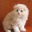 Продам Шотландский вислоухий кремовый котенок