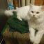 Вязка Сибирский белый кот приглашает на вязку