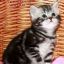 Продам Британские мраморные котята  из питомника VIVIAN.
