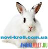 Новые Кролики - ветпрепараты и товары для кроликов