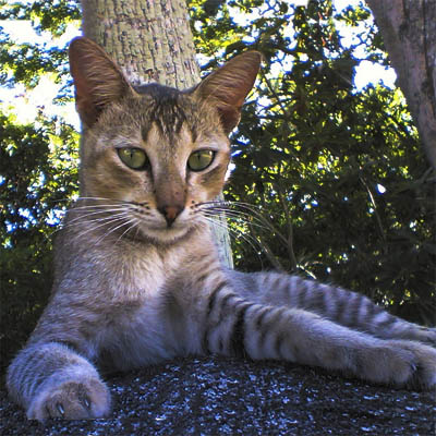 Цейлонская кошка фото