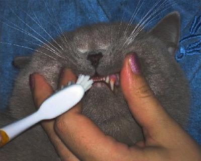 чистка зубов кошки
