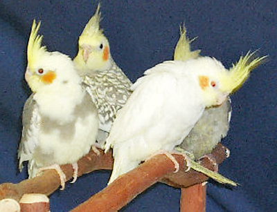 Австралийские попугаи