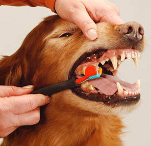 ухаживать за зубами собаки