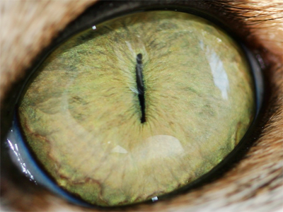 глаз кошки