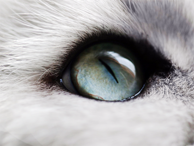 кошкин глаз