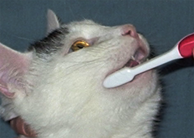 чистка зубов у кошки