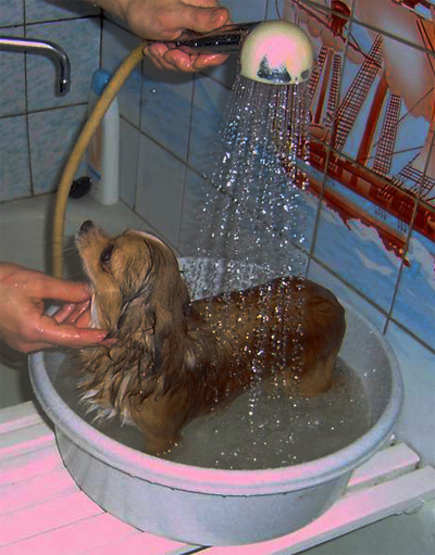 мытье собаки