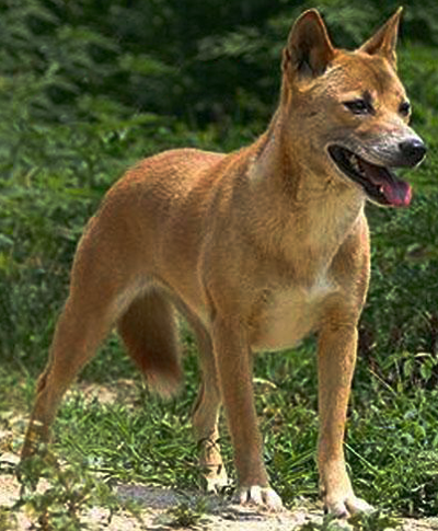 Новогвинейская поющая собака фото