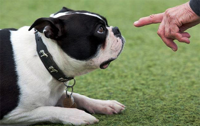 обучение глухой собаки