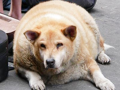 ожирение у собаки