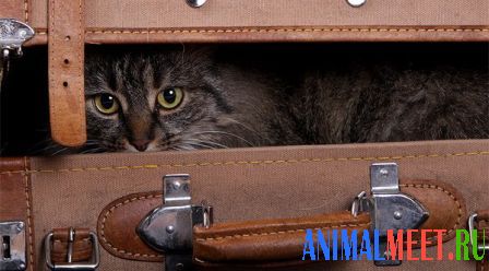 Кошка в чемодане