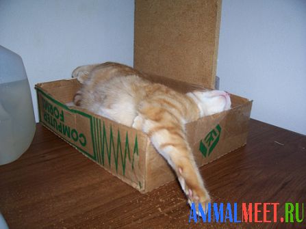 Рыжая кошка спит в коробке