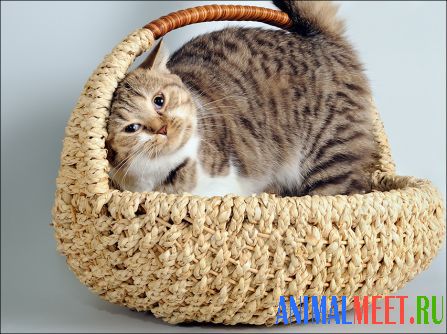 Британская короткошерстная кошка сидит в плетеной корзине