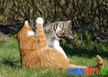 Кошки играют на траве