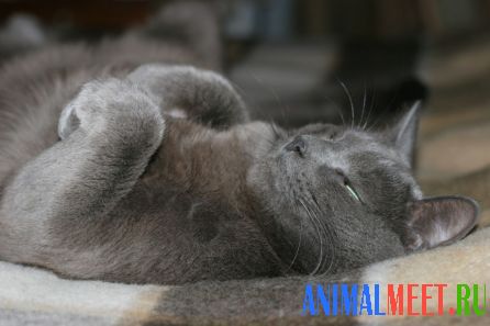 Русский голубой кот спит на спине
