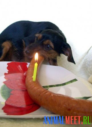 Собака в день рождения