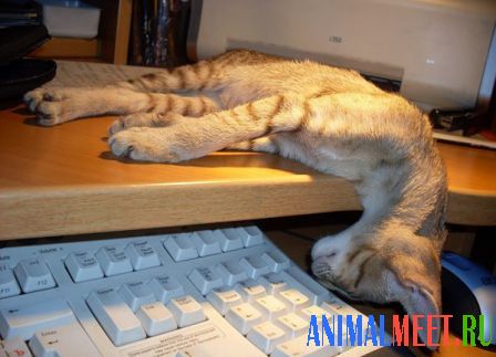 Кошка спит у компьютера