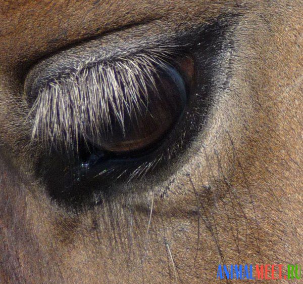 Глаза лошади