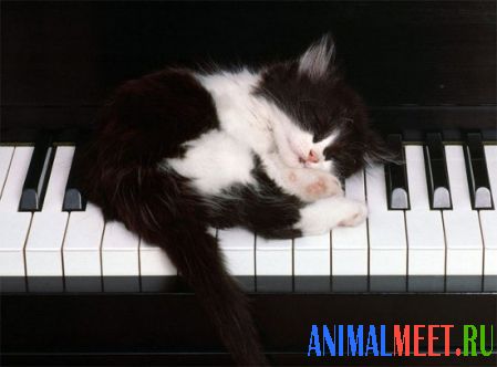 Котенок спит на рояле