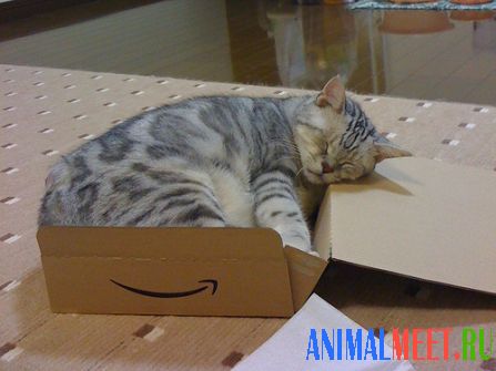 Котенок спит в коробке