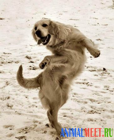 Собака танцует ломбаду