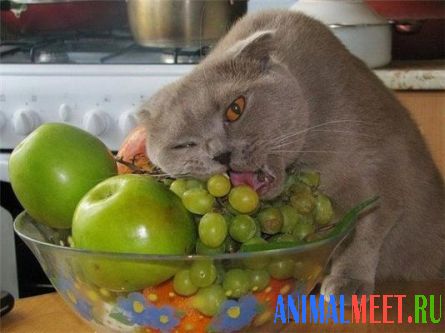 Кошка ест виноград