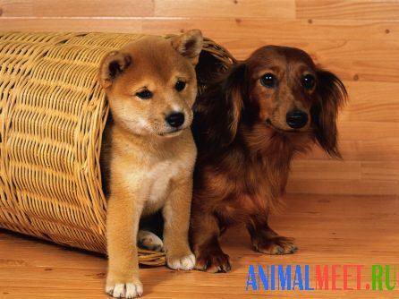 Две собаки в корзинке