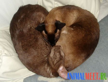 Два котенка спят в виде cердечка