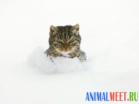 Кошка вылезла из снега