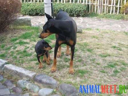 Доберман мама и щенок