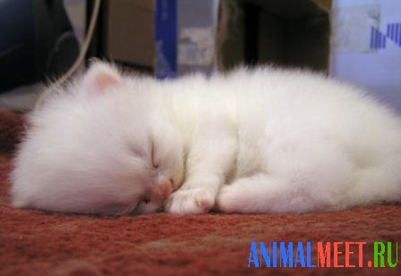 Белый котенок спит