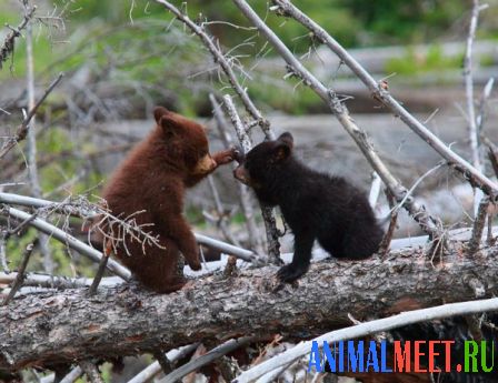 Два маленьких медведя сидят на дереве