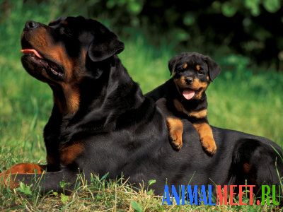 Ротвейлер-мама с щенком лежат на травке