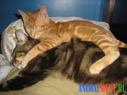 Кошка и котенок - как сладко спится