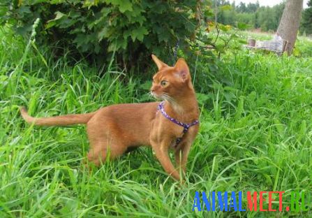 Абиссинская кошка в траве