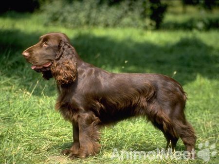 spaniel_1280x960